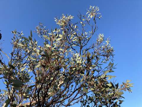 Plancia ëd Eucalyptus drummondii Benth.