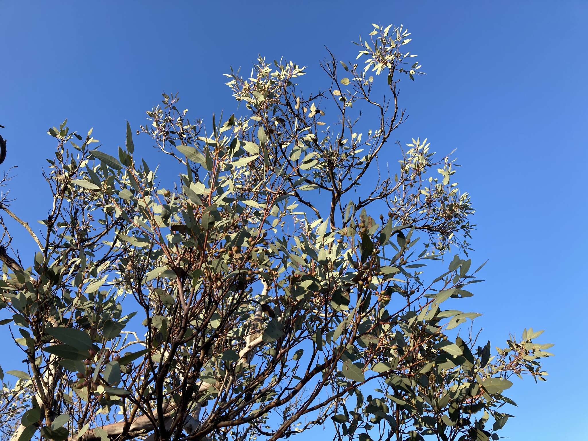 Plancia ëd Eucalyptus drummondii Benth.