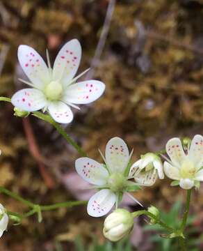 Image of yellowdot saxifrage