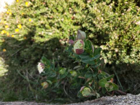 صورة Pimelea ligustrina Labill.