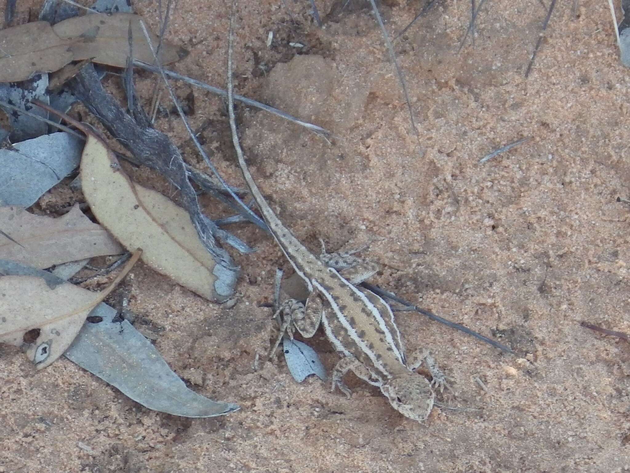 Ctenophorus fordi (Storr 1965) resmi