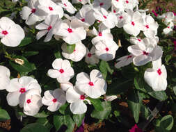 Image of Madagascar periwinkle