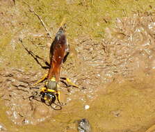 Image of Sceliphron asiaticum (Linnaeus 1758)