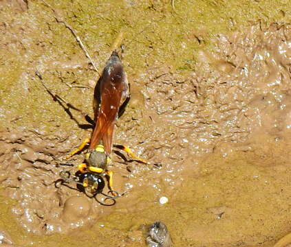 Image of Sceliphron asiaticum (Linnaeus 1758)