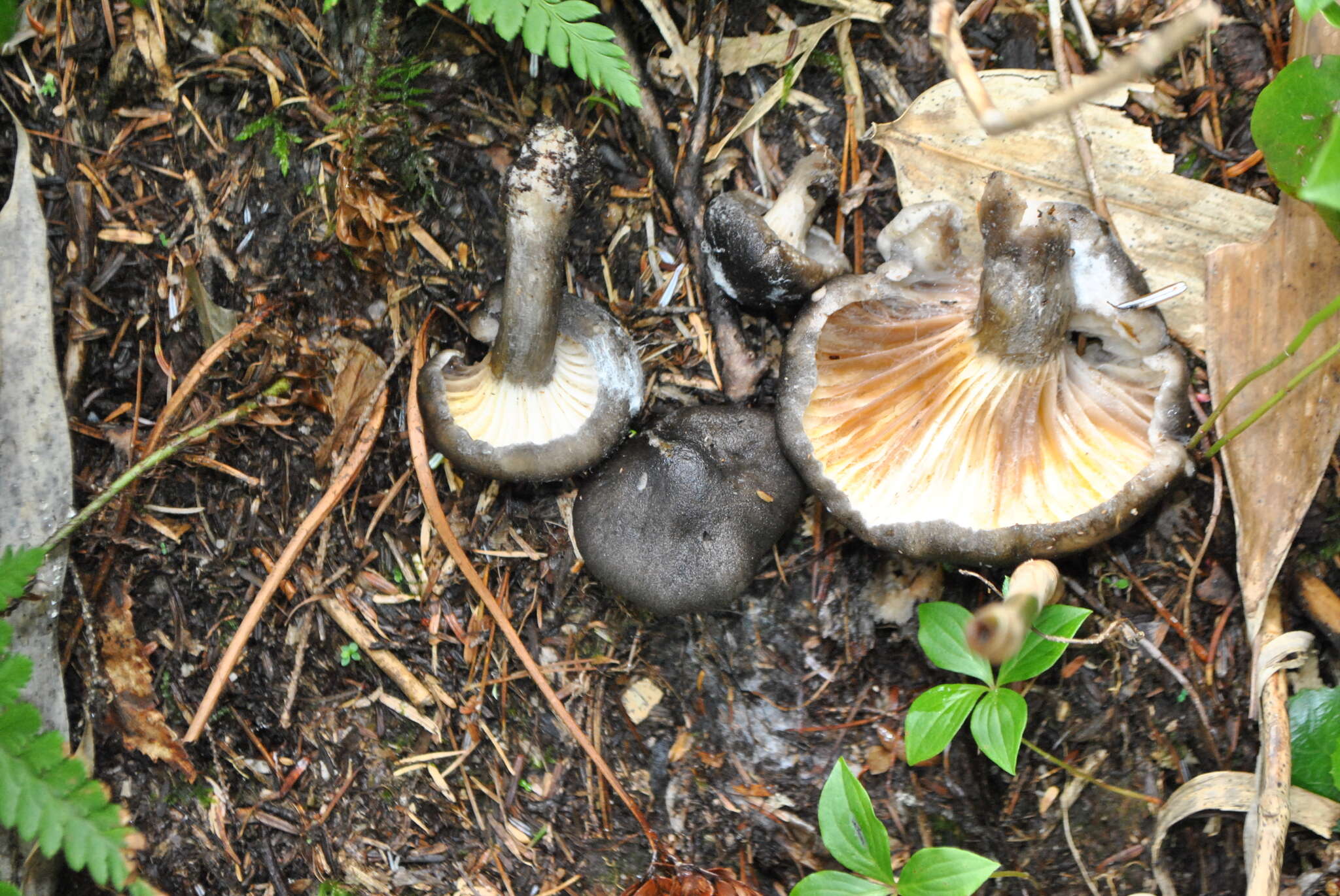 Image de Hygrophore à lamelles arquées