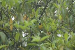 Plancia ëd Miconia longifolia (Aubl.) DC.