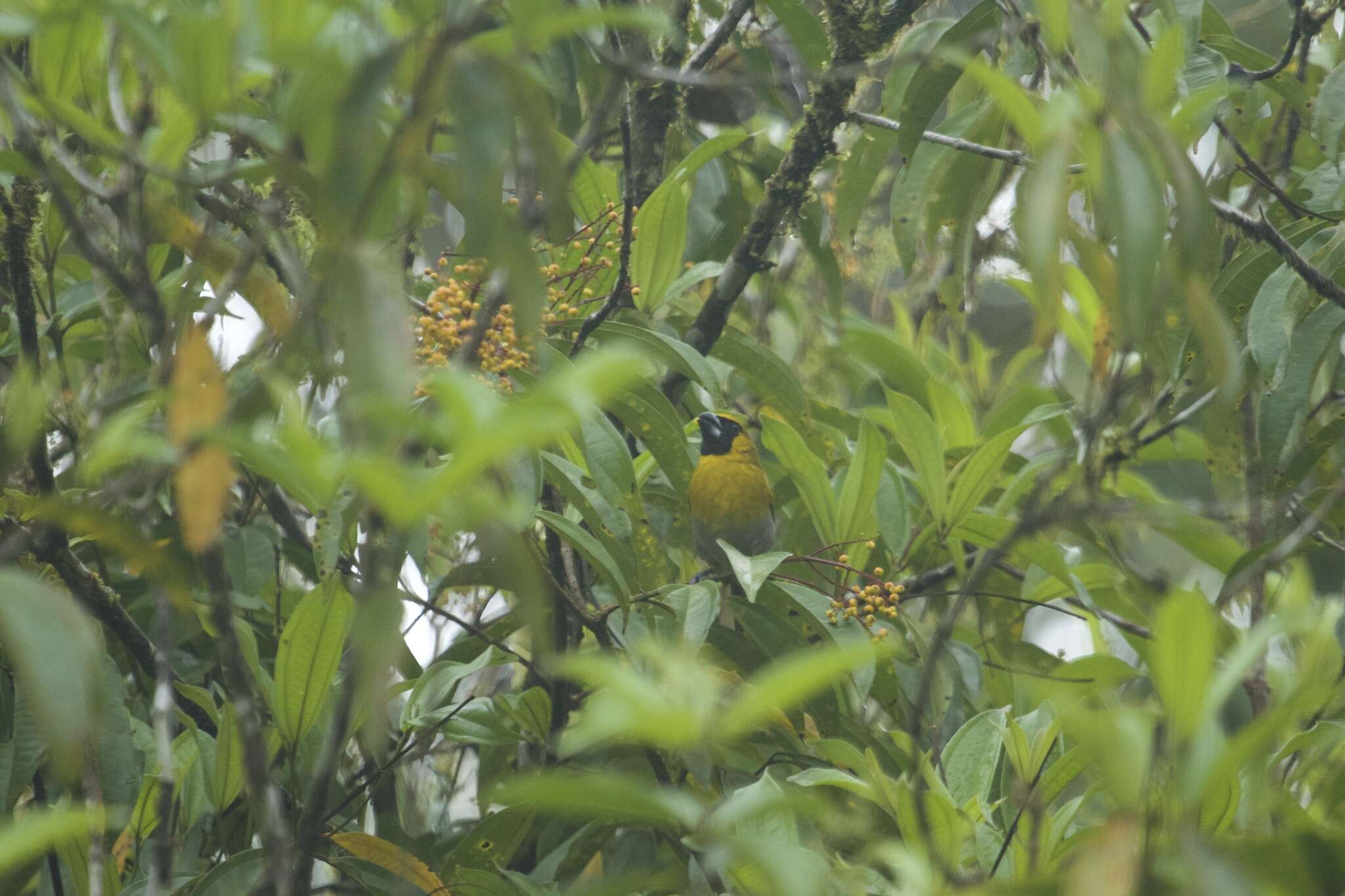 Plancia ëd Miconia longifolia (Aubl.) DC.