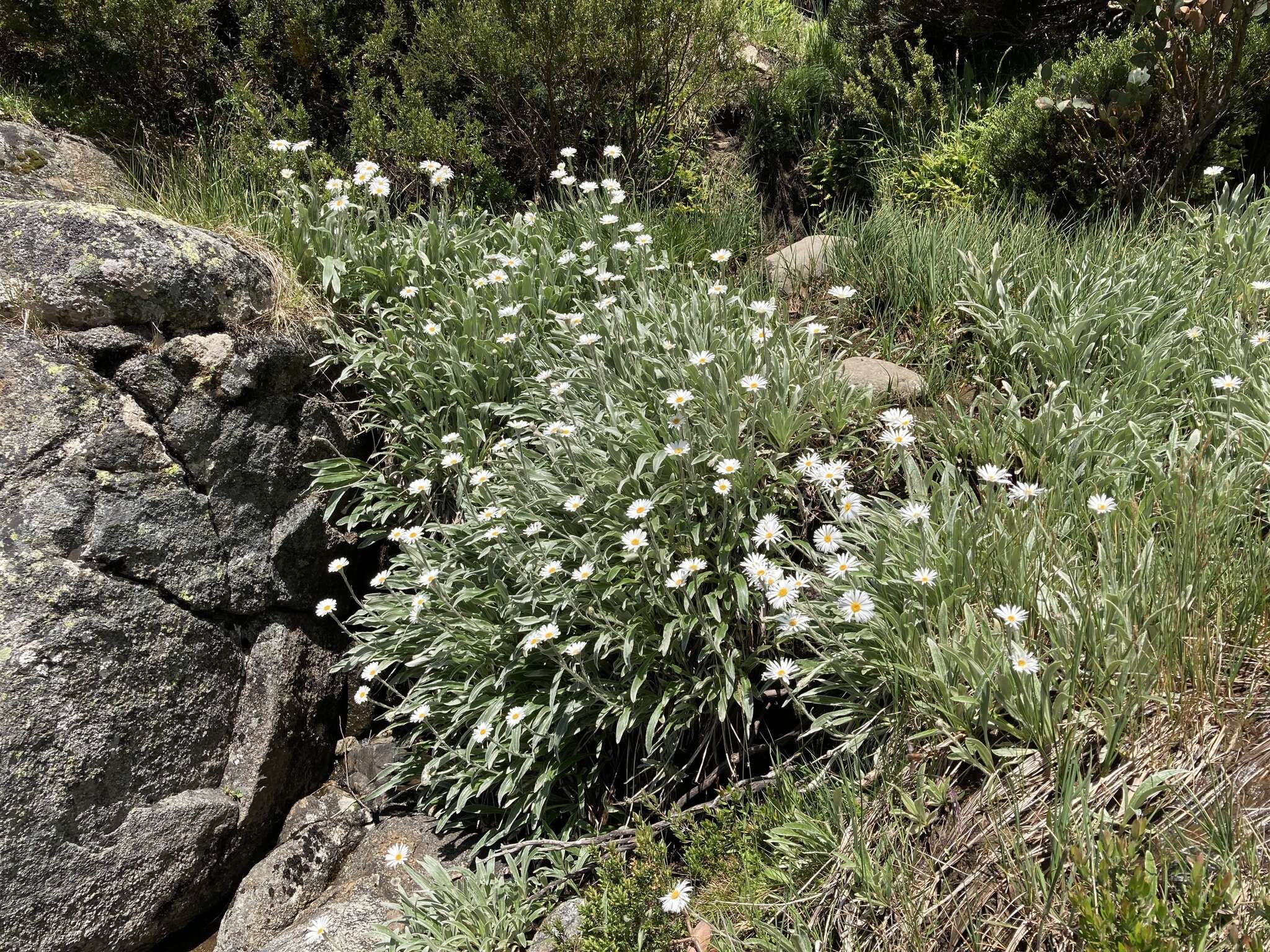 Image of Celmisia sericophylla J. H. Willis