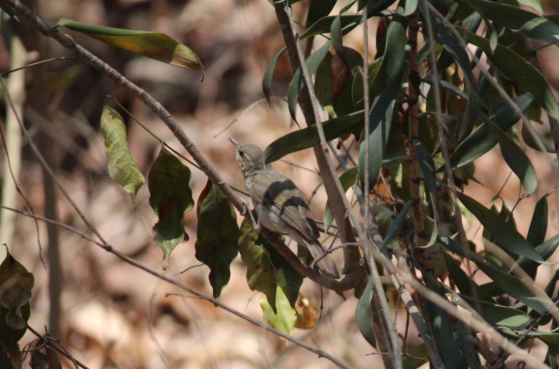 Plancia ëd Phylloscopus trochiloides (Sundevall 1837)