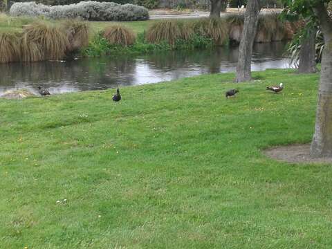 Image of Paradise Shelduck