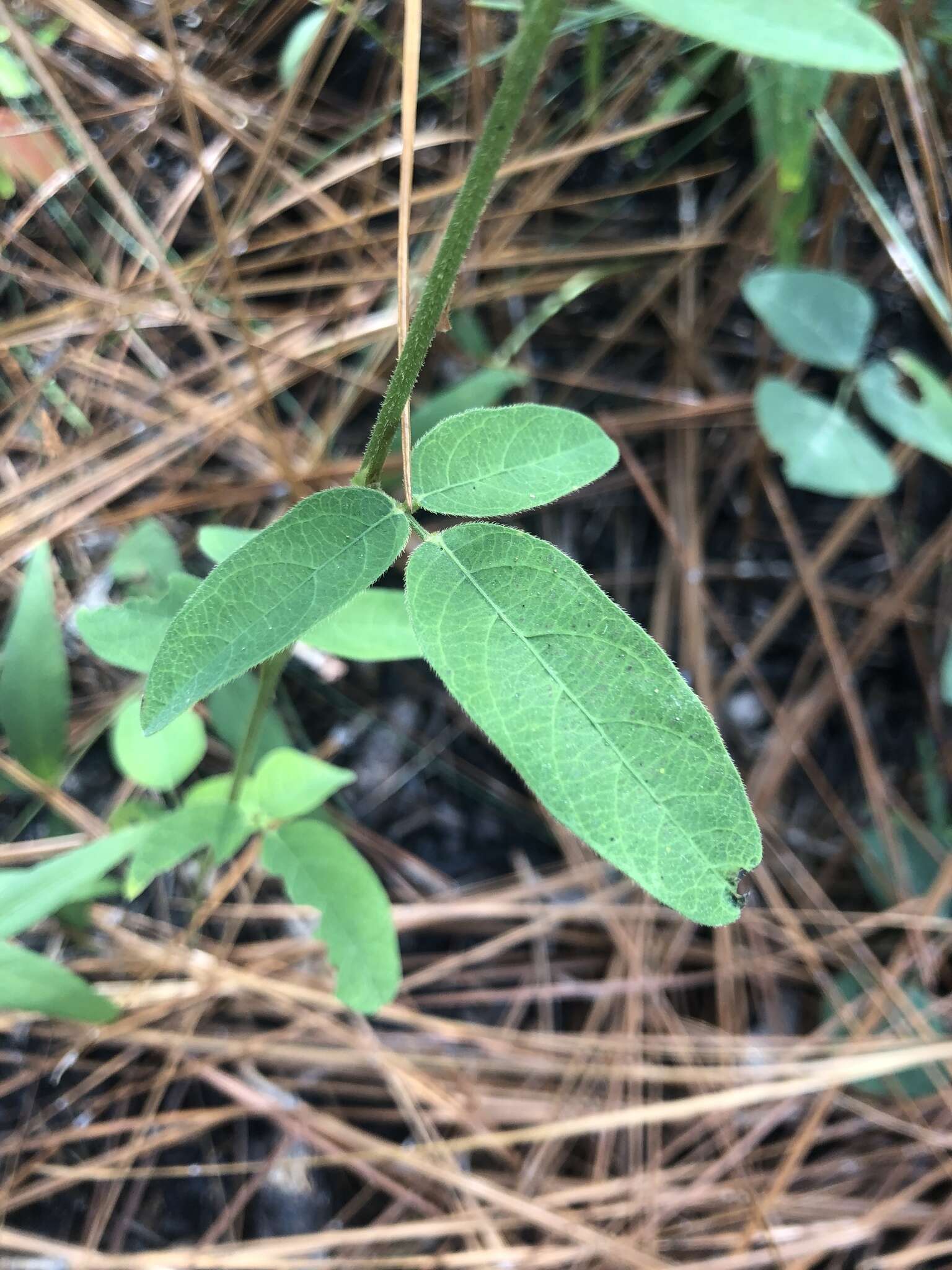 Imagem de Desmodium rigidum (Elliott) DC.