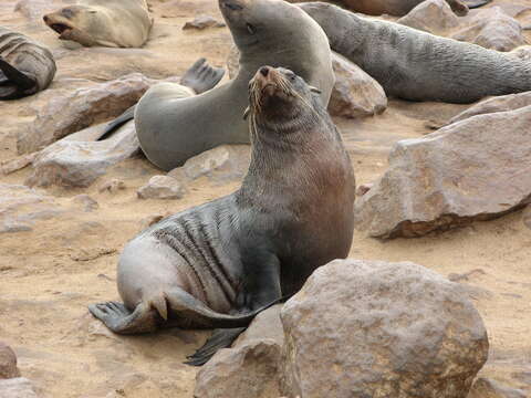 Image of Cape fur seal