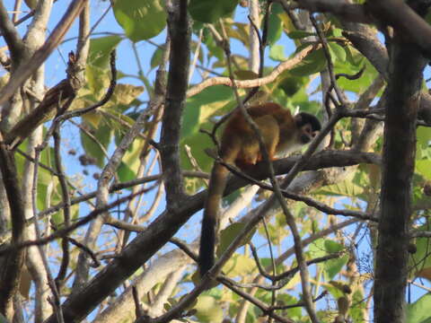 Image of Central American Squirrel Monkey