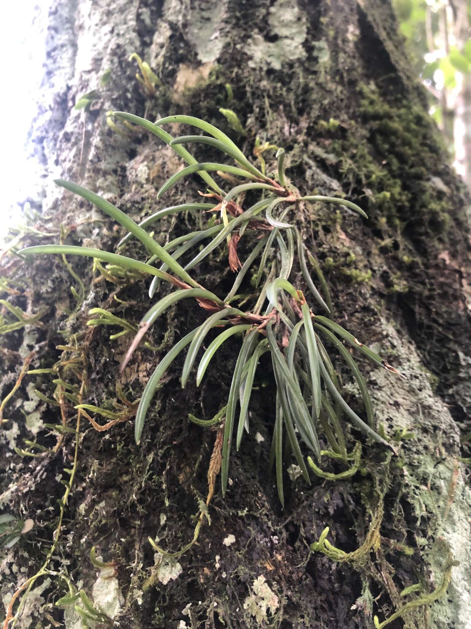 Imagem de Maxillaria macleei Bateman ex Lindl.