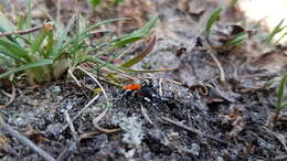 Image of Ladybird spider