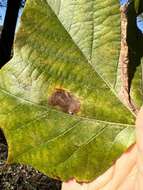 Image of Sycamore Leaf Blotch Miner