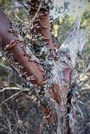 Arctostaphylos rudis Jepson & Wiesl. resmi