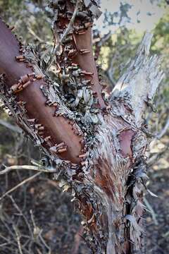 Image of shagbark manzanita