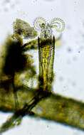 Image of Limnias melicerta Weisse 1848