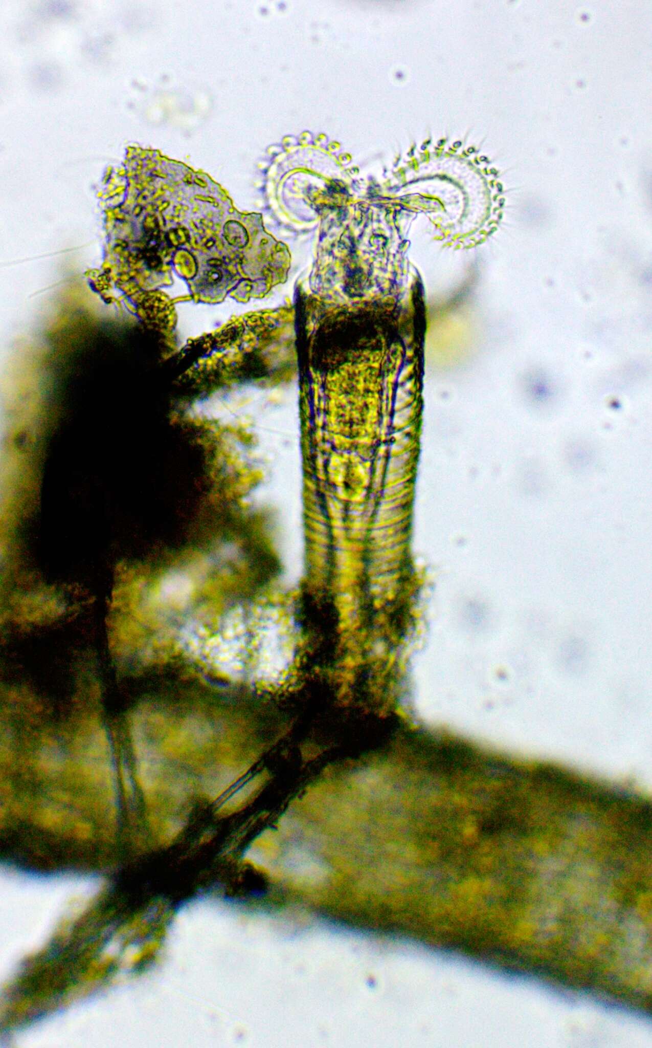 Image of Limnias melicerta Weisse 1848