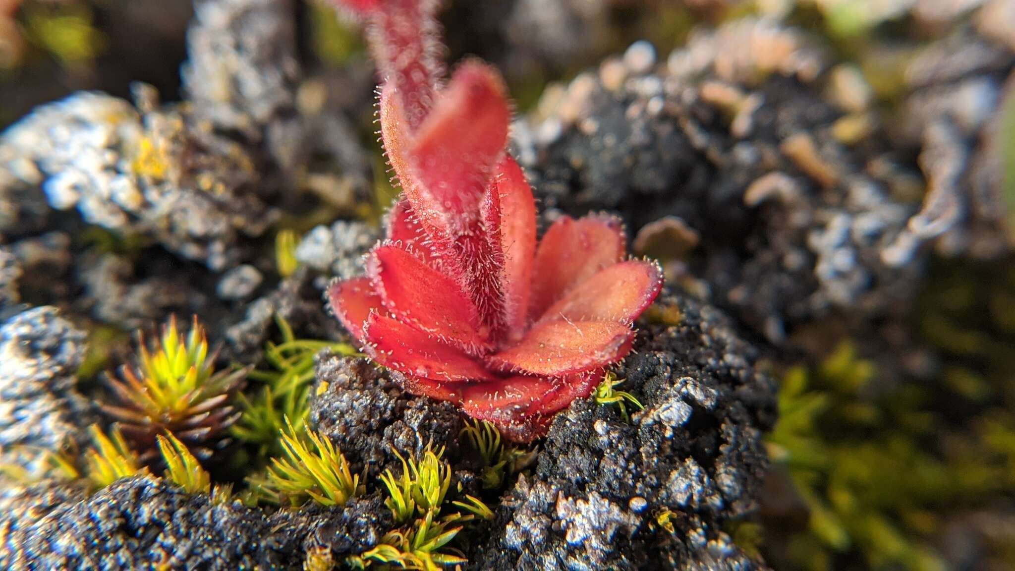 Imagem de Saxifraga adscendens subsp. oregonensis (Raf.) Bacig.