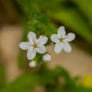 Imagem de Heliotropium dentatum Balf. fil.