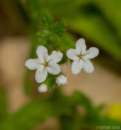 Image of Heliotropium dentatum Balf. fil.