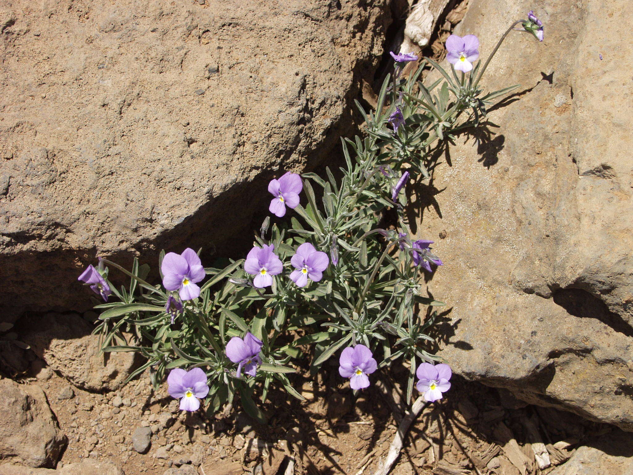 Viola palmensis Webb & Berth. resmi