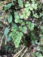 Image of Adiantum monochlamys Eat.