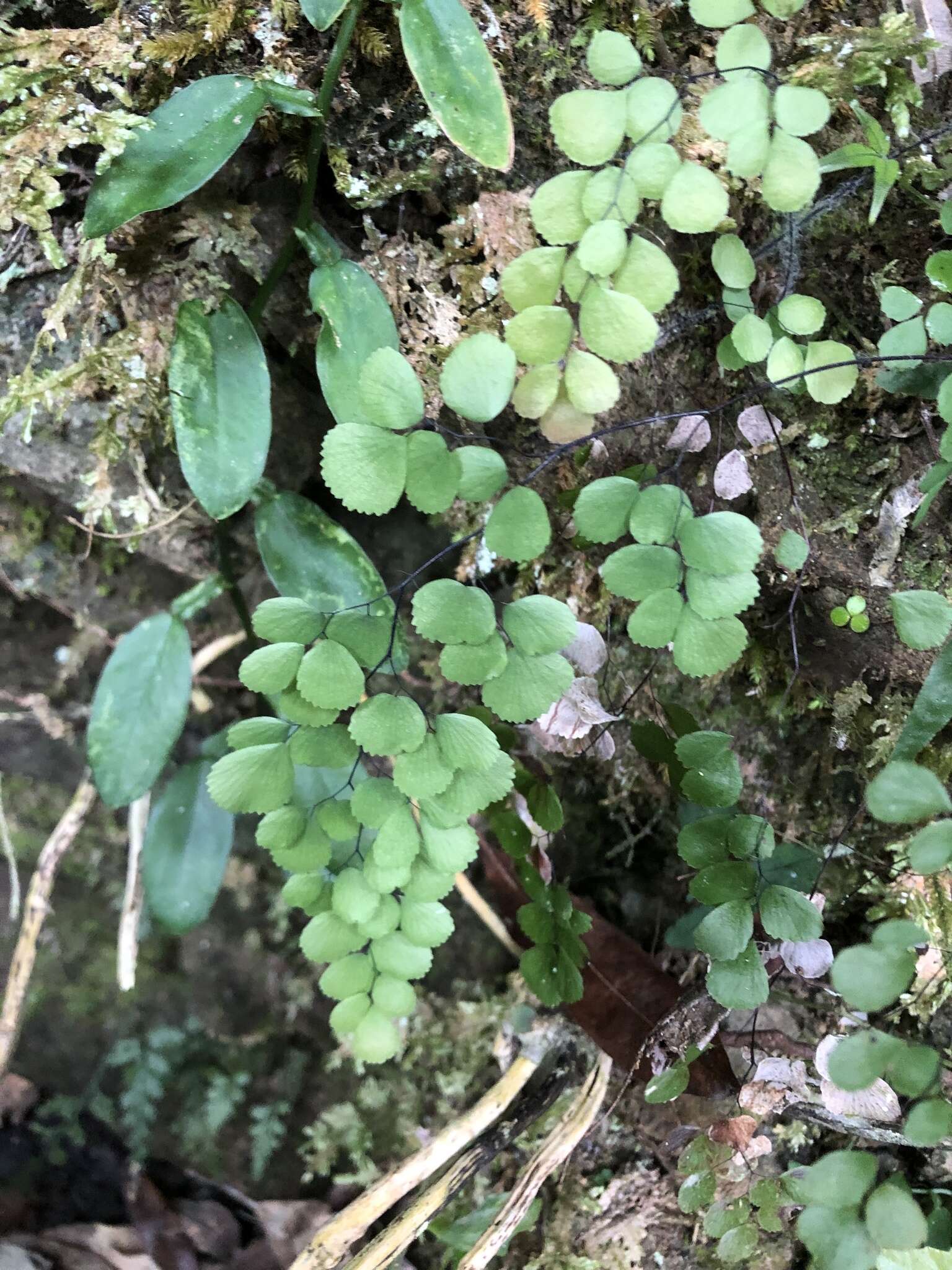 Image of Adiantum monochlamys Eat.