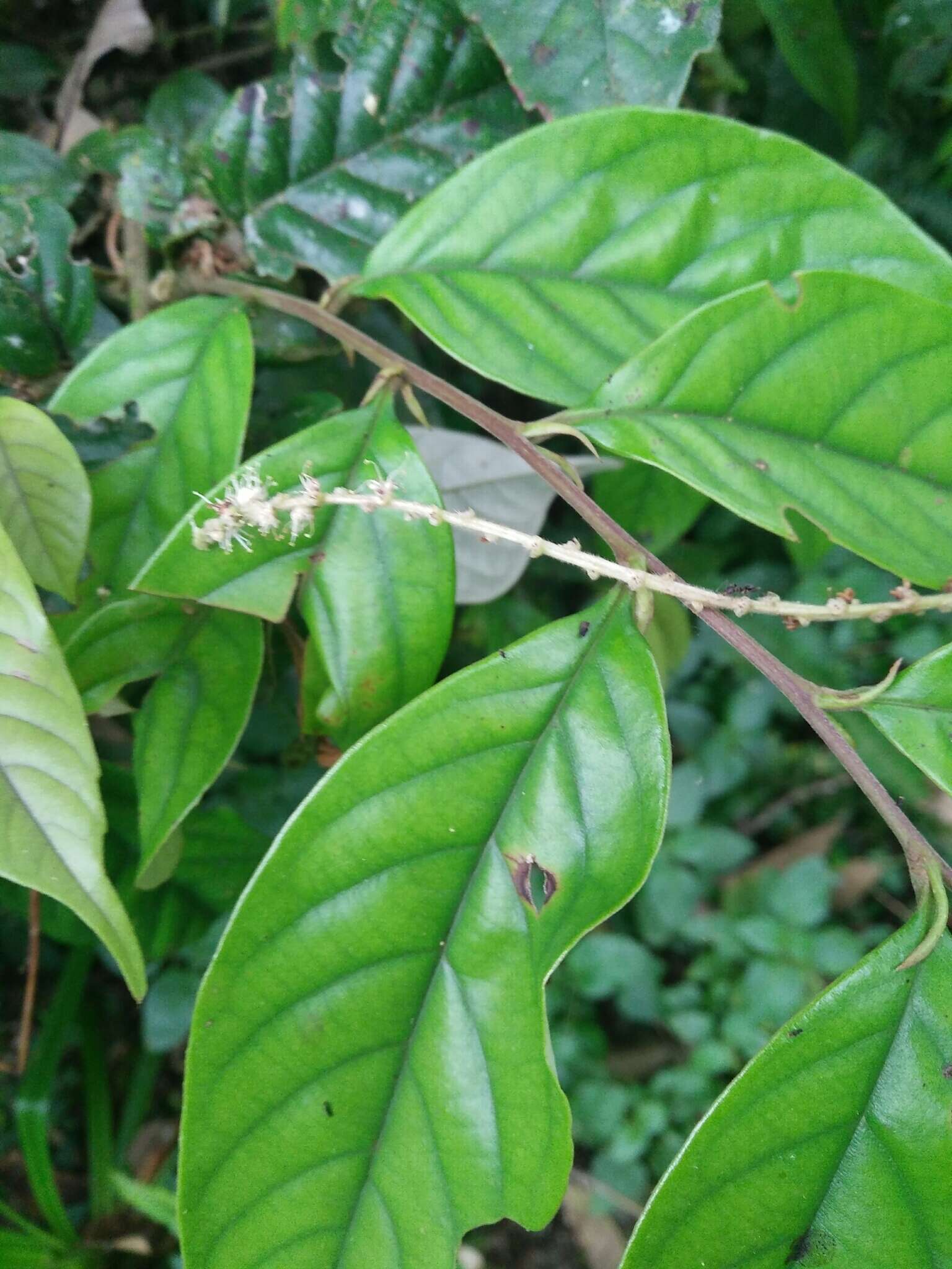 Image of Castanopsis faberi Hance