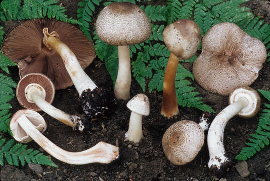 Image of Dark scaled mushroom