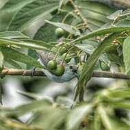 Image of Nilgiri Flowerpecker