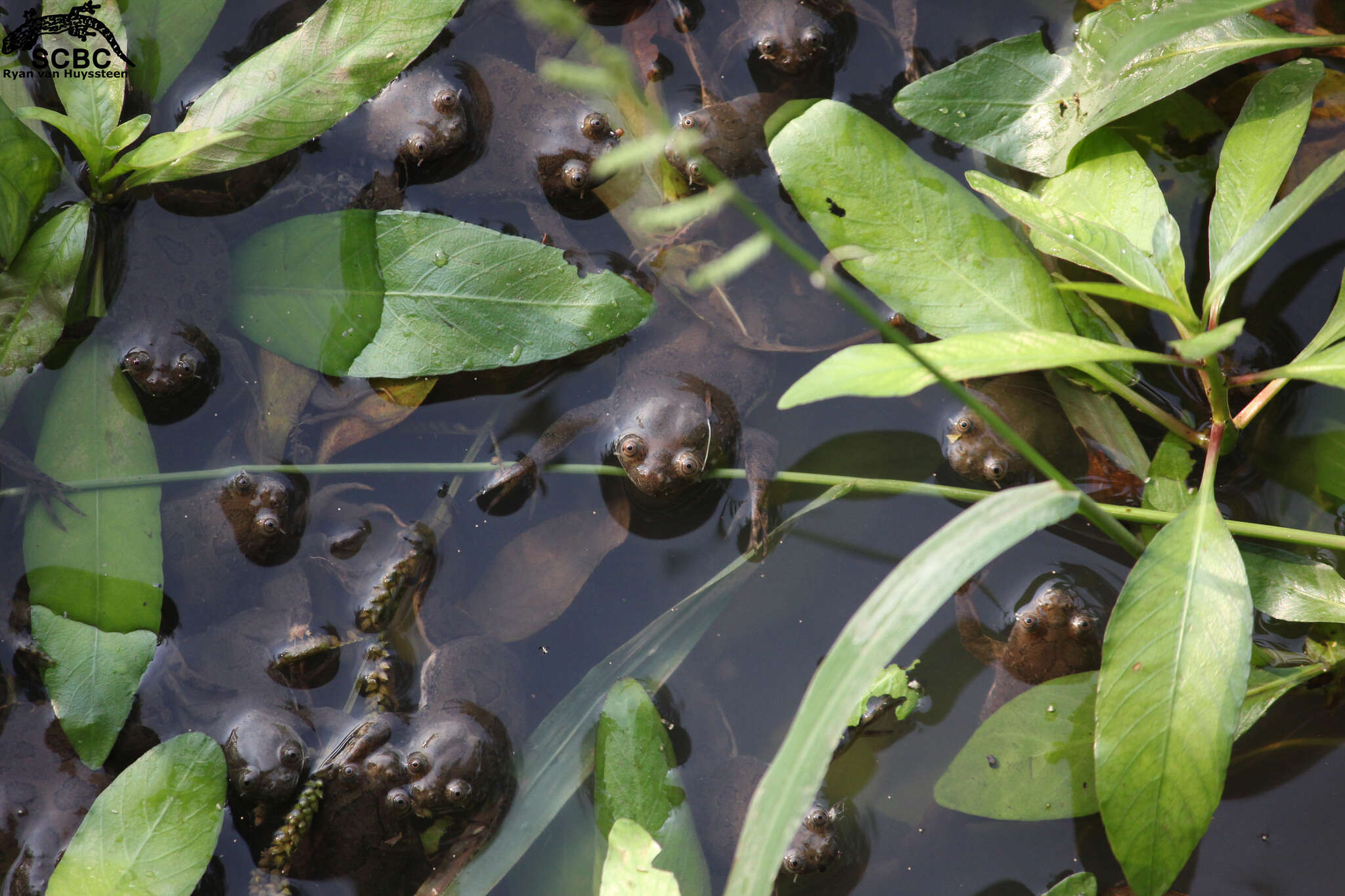 Image of Muller's clawed frog