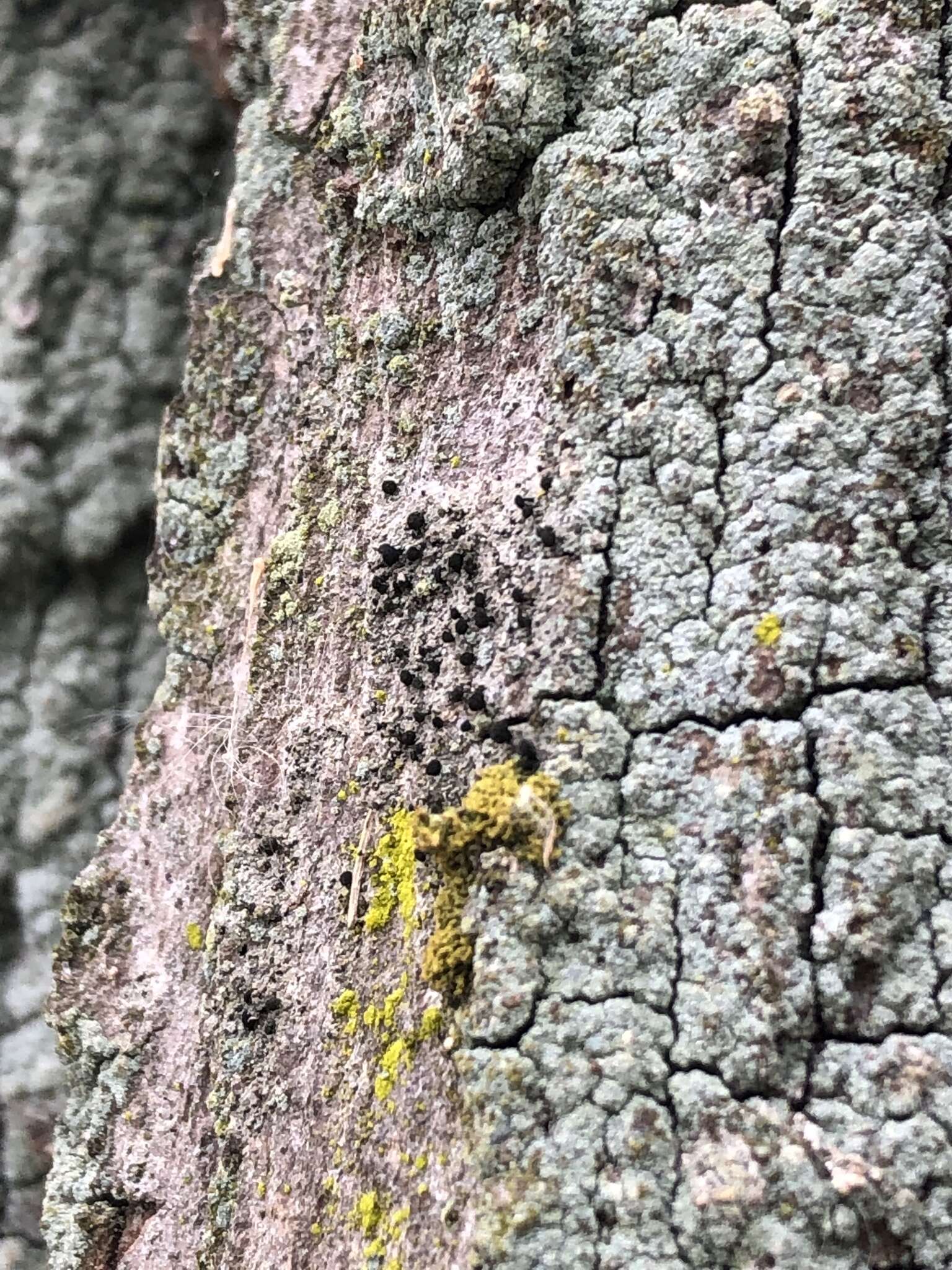 Image of spike lichen