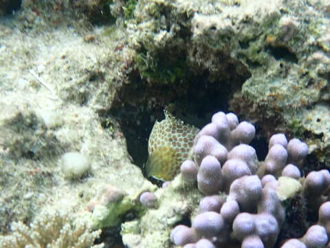 Epinephelus melanostigma Schultz 1953 resmi