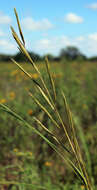 Image of Freshwater Cord Grass