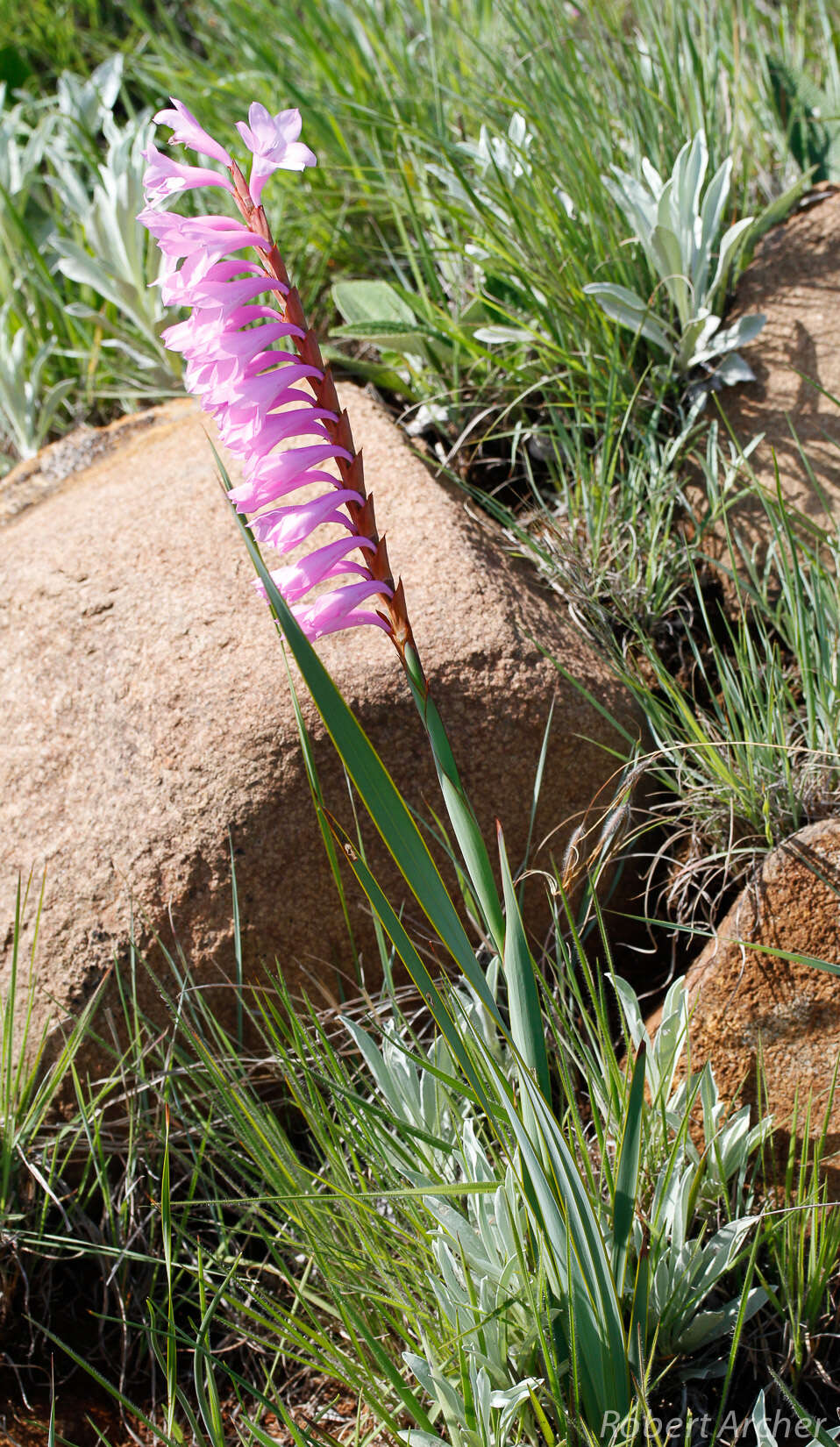 Imagem de Watsonia pulchra N. E. Br. ex Goldblatt