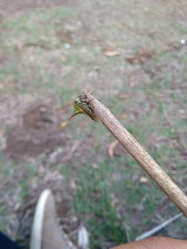 Image of Thorn Treehopper