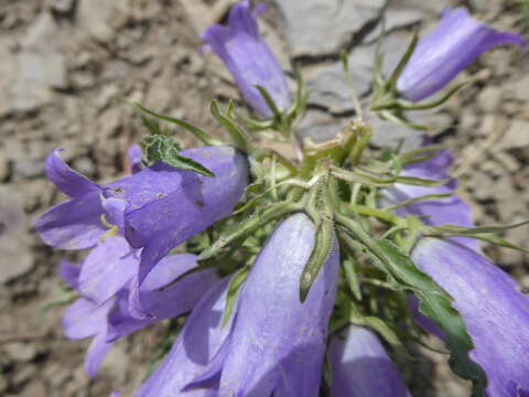 Image of Campanula speciosa Pourr.