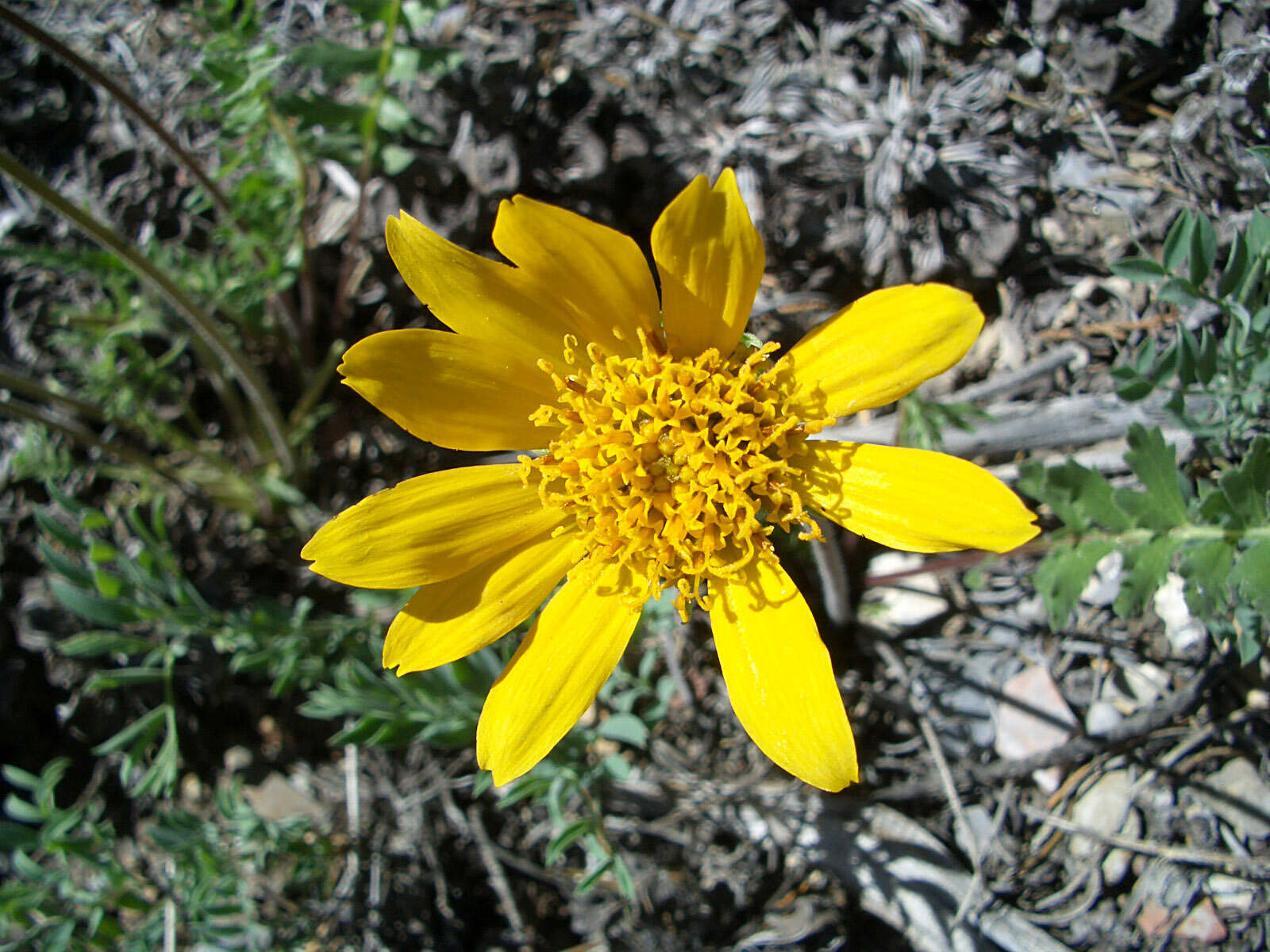 Plancia ëd Balsamorhiza hispidula Sharp