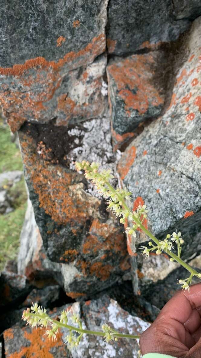 Image of spiked saxifrage