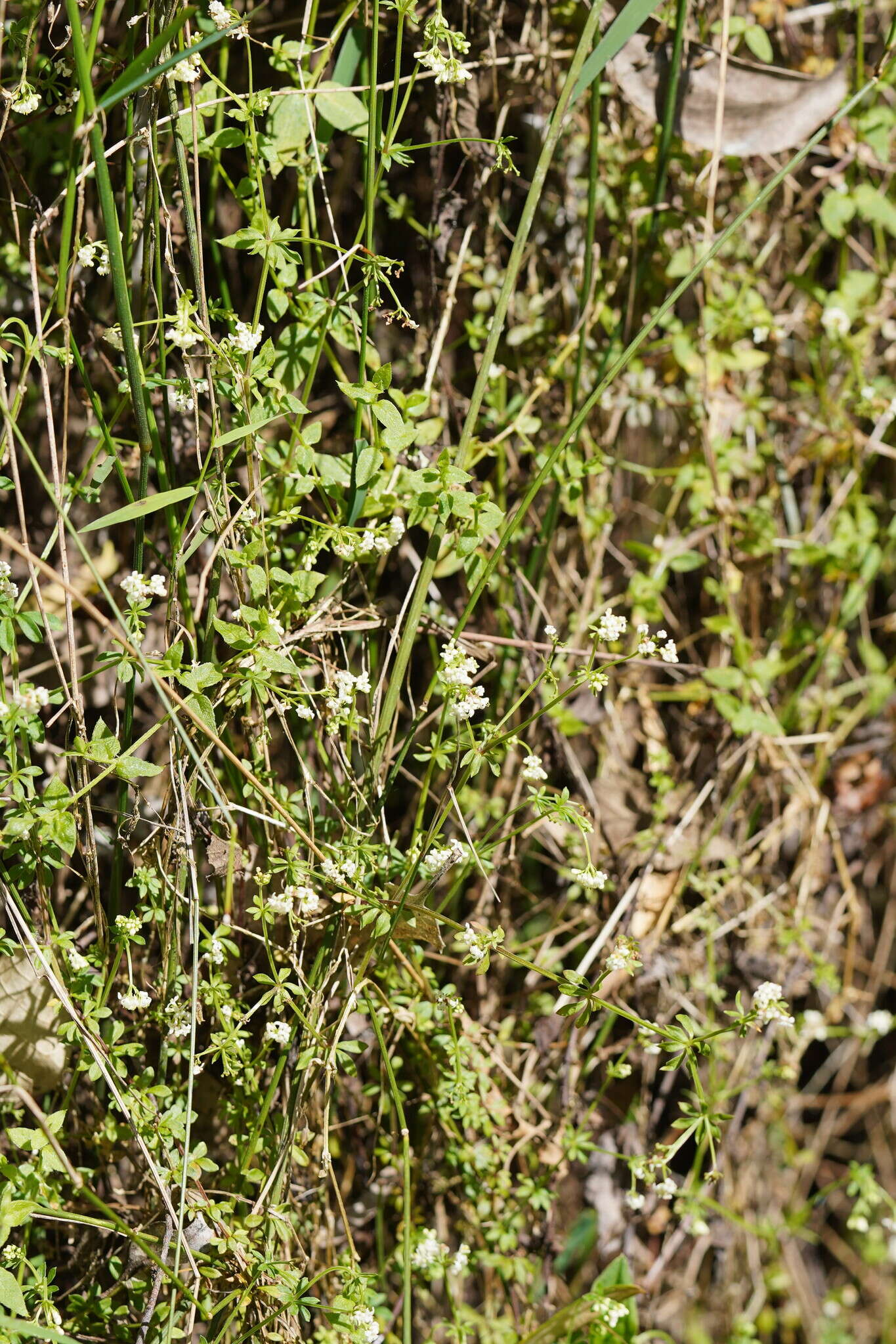 Plancia ëd Asperula euryphylla Airy Shaw & Turrill