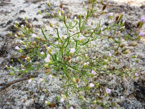 Imagem de Psammophiliella muralis (L.)