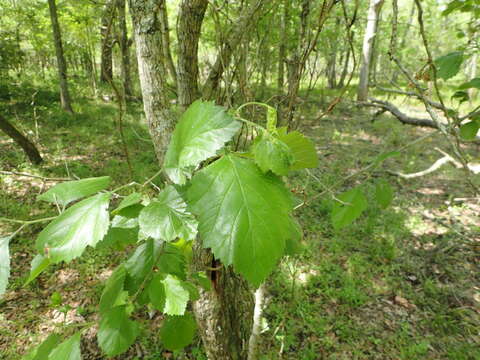 Image de Crataegus mollis var. texana (Buckley) Lance