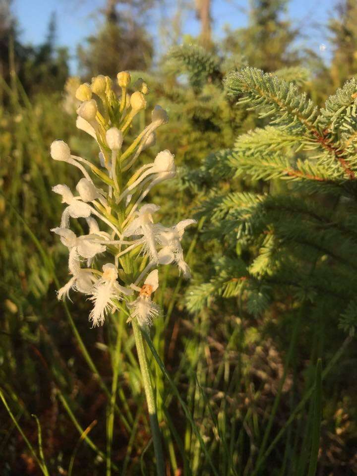 Image de Platanthera blephariglottis (Willd.) Lindl.