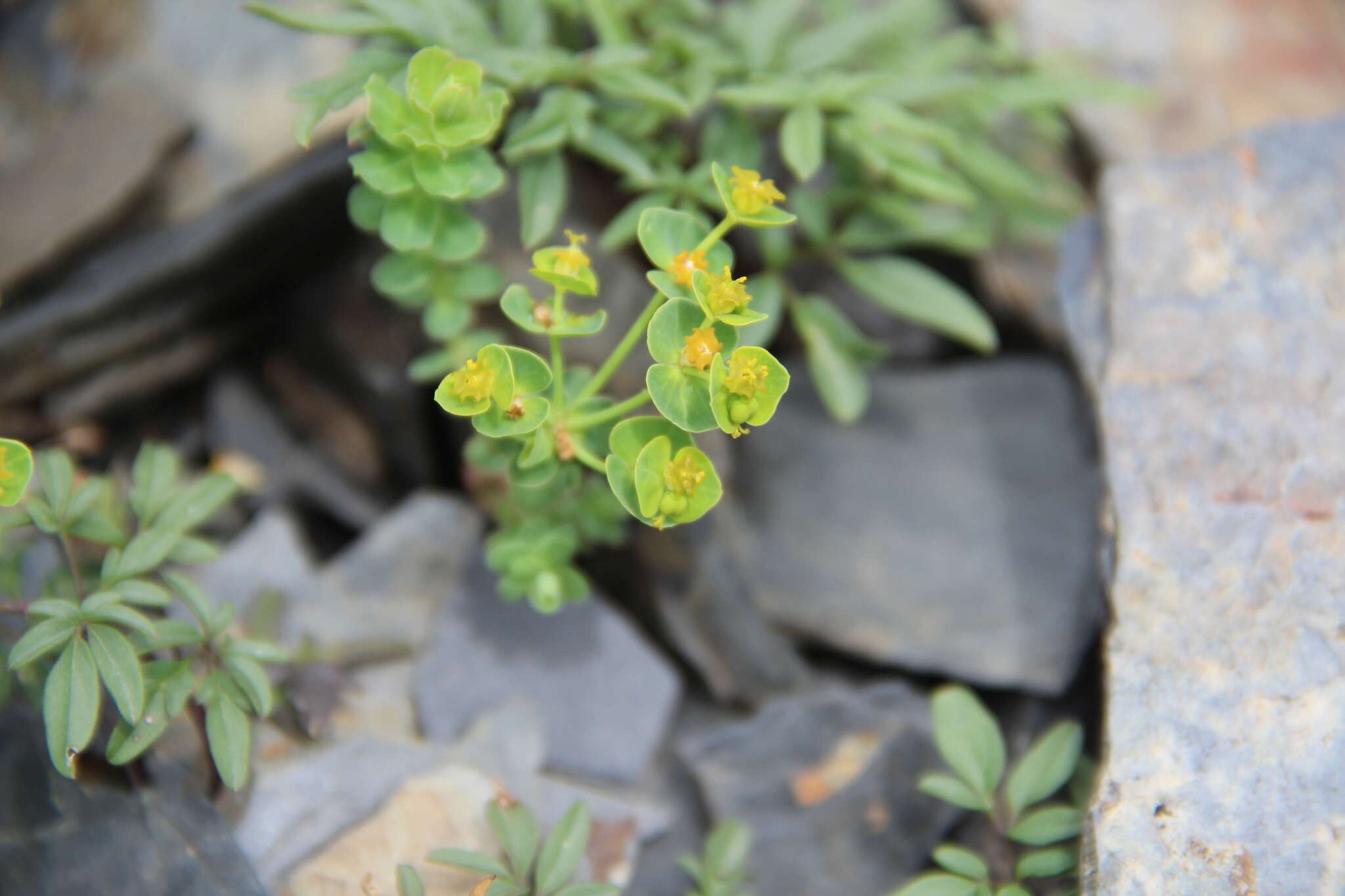 Image of Euphorbia buschiana Grossh.