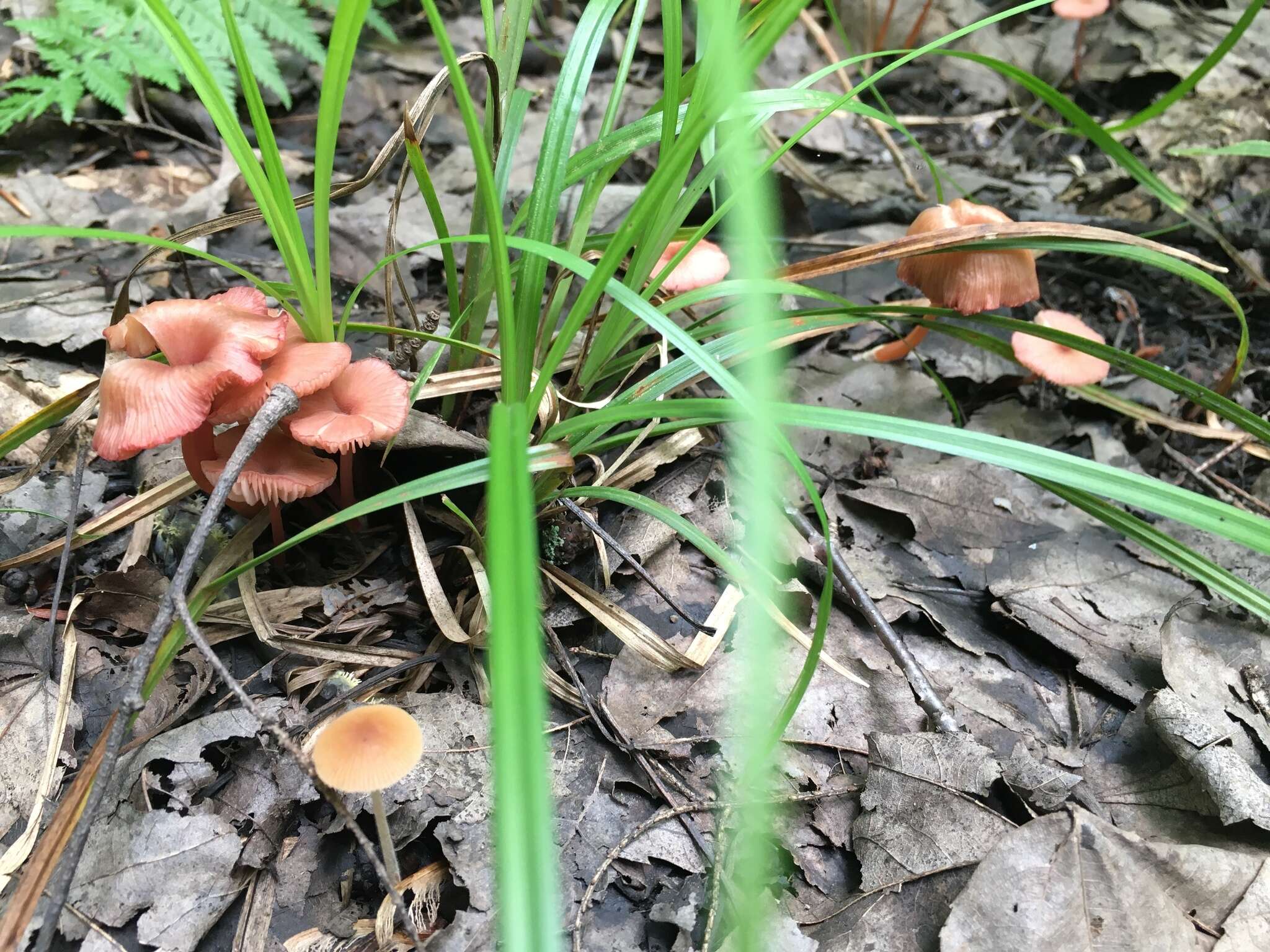 Image of Entoloma roseum (Longyear) Hesler 1967