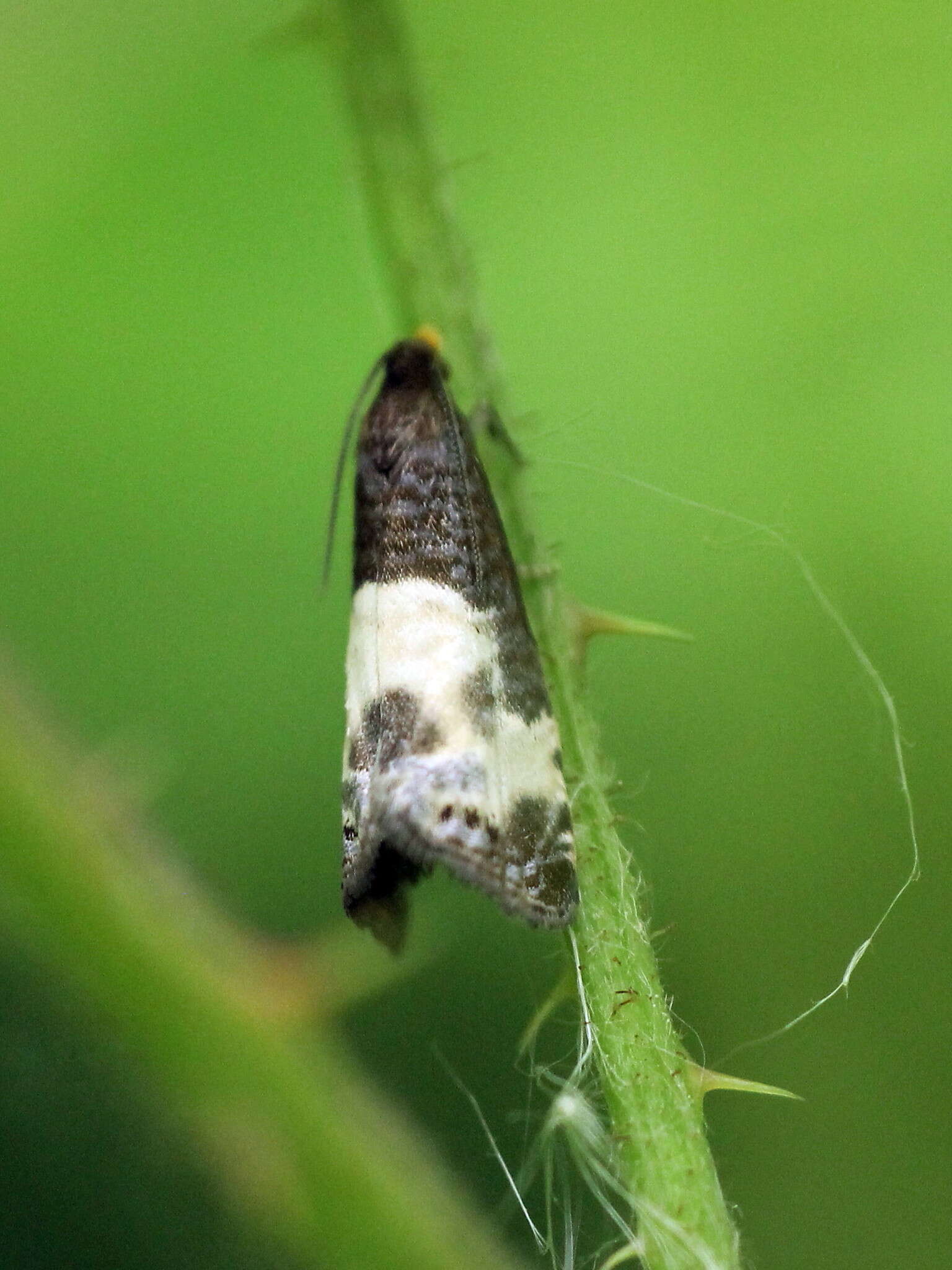 Image of Notocelia cynosbatella (Linnaeus 1758)