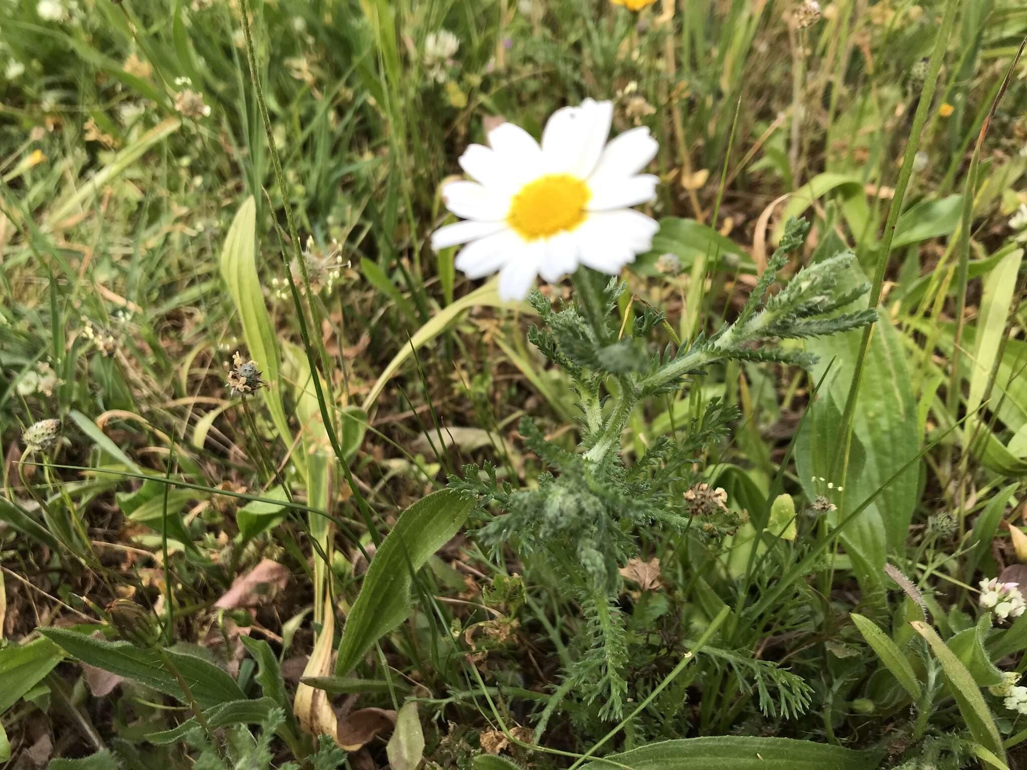 亚美利菊的圖片